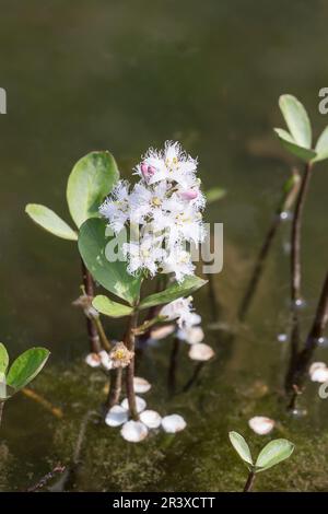 Menyanthes trifoliata, conosciuta come il trifoglio, il trifoglio di palude, bogbean Foto Stock