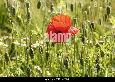 Papaver rhoeas, comunemente noto come il papavero rosso Foto Stock