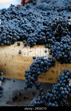 Mesa de seleccion de uvas Merlot, Celler Mesquida-Mora, Porreres, Maiorca, isole Baleari, Spagna. Foto Stock