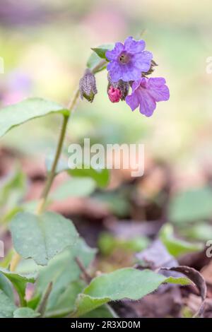 Pulmonaria oscura, (Pulmonaria officinalis, ssp. obscura), il Lungwort Suffolk, il Lungwort unspotted Foto Stock