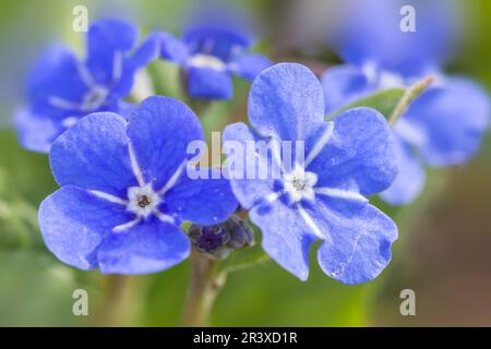 Omphalodes verna, conosciuta come la navelwort strisciante, Blue-eyed-Mary Foto Stock