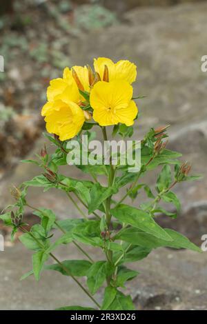 Enotheria frutticosa, ssp. Glauca, conosciuta come primerose Gray, gocce di sole a foglia stretta, primerose serale Foto Stock