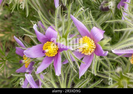 Pulsatilla vulgaris, conosciuto come il fiore di pasque comune, il pasqueflower europeo, il sangue di Dane Foto Stock