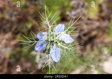 Nigella damascena, conosciuta come Love-in-a-Mist, Ragged lady, Diavolo nel cespuglio Foto Stock