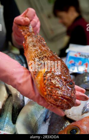 Pescaderia del Mercat de l'Olivar, Palma, Mallorca, Isole Balneari, Spagna. Foto Stock