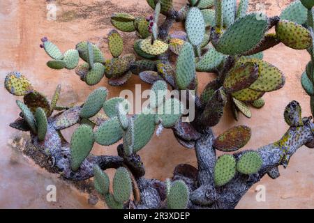 Chumbera, Sa Galera, Cas Concos des Cavaller, Felanitx, Maiorca, isole Baleari, Spagna. Foto Stock