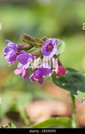 Pulmonaria oscura, (Pulmonaria officinalis, ssp. obscura), il Lungwort Suffolk, il Lungwort unspotted Foto Stock