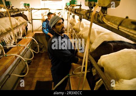 Granja de cabras y ovejas può Caus .Santa Gertrudis de Fruitera.ibiza.Baleari.Spagna. Foto Stock