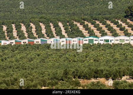 Olivares de la loma de Ubeda, Jaen, Andalusia, Spagna, Europa. Foto Stock