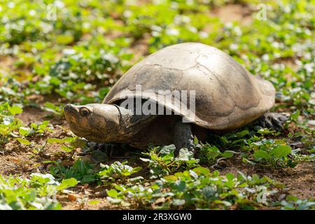 Tartaruga malgascia, Erymnochelys madagascariensis, Miandrivazo, fauna selvatica del Madagascar Foto Stock