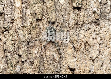 Spider a due code, ragno tronco d'albero, Spider di Barco a lunga filata, Hersiliidae sp, Parco Nazionale di Analamazaotra, Madagascar wildli Foto Stock