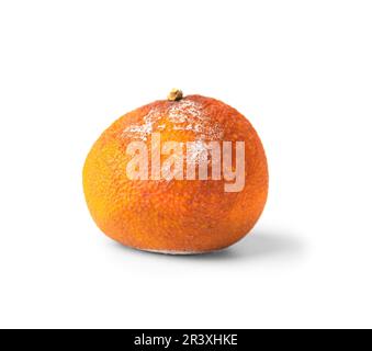 Arancione con muffa isolata su sfondo bianco. Agrumi ammuffiti. Cibo dimenticato in frigo. Rifiuti alimentari biodegradabili. Primo piano. Foto Stock