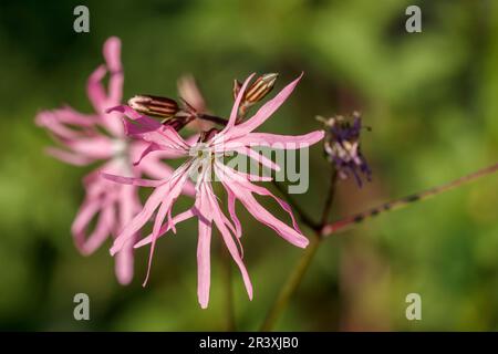 Silene flos-cucucuculi, conosciuto come Cuckoo flower, Meadow campion, Ragged Robin, Ragged-Robin Foto Stock