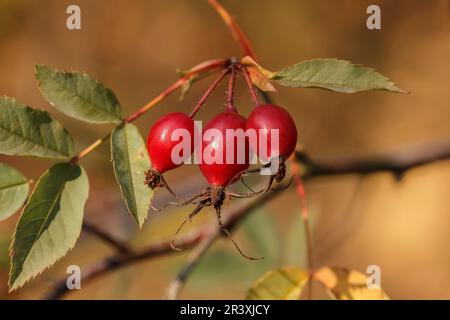 Rosa glauca, Rosa rubrifolia, conosciuta come Rosa dei lieviti rossi, Rosa delle foglie rosse con fianchi di rosa Foto Stock