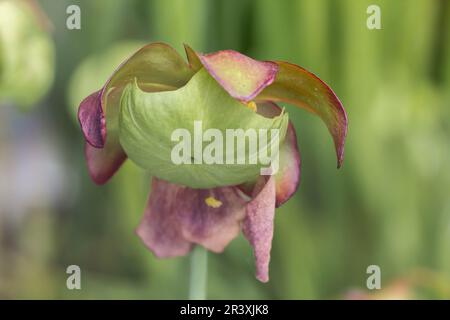 Sarracenia purpurpurea, nota come la pianta della caraffa viola, fiore a sella laterale Foto Stock