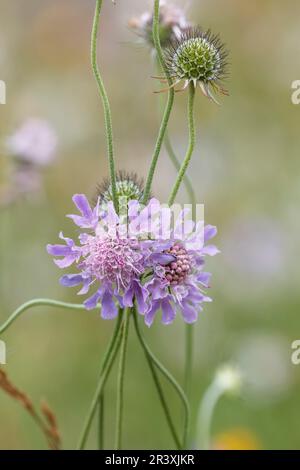 Scabiosa columbaria, Pigeon scabious, Pincushion flower, Small scabious, dove pincushion Foto Stock