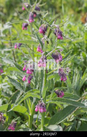Symphytum officinale, conosciuto come comune comfrey, vero comfrey, Quaker comfrey, Boneset, Knitbone Foto Stock