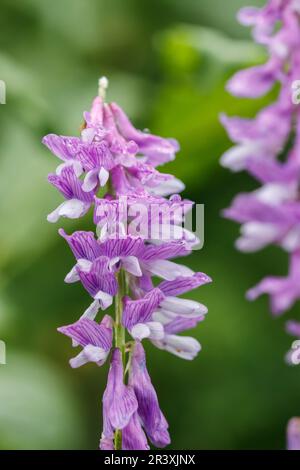 Vicia cracca, conosciuto come Tufted vetch, Bird vetch, Boreal fetch, Cow vetch Foto Stock