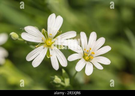 Stellaria ologstea, conosciuta come adder's-meat, stitchwort più grande, campanello pasquale Foto Stock