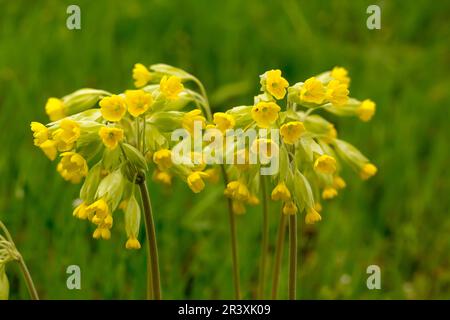 Primula veris, conosciuto come Common Cowslip, Cowslip Primrose, Cowslip Foto Stock