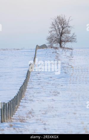 Prairie Inverno scene rurali Saskatchewan Canada Lone Tree Foto Stock