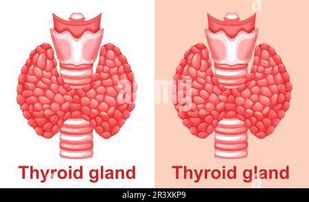 Ghiandola tiroidea, anatomia trachea, organo paratiroideo umano sistema endocrino icona della salute. Malattia endocrinologica ipertiroidea trattamento medico. Vettore Illustrazione Vettoriale