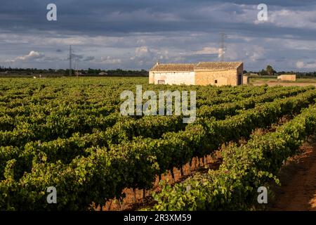 File di vigneti e la casa degli attrezzi Foto Stock