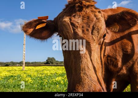Mucca in un campo di aceti fioriti, Ciutadella, Menorca, Isole Baleari, Spagna. Foto Stock