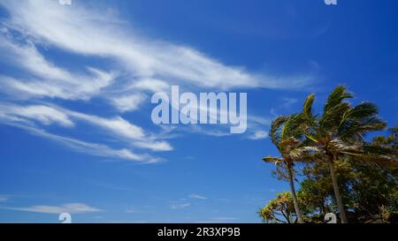 Giornata ventosa in spiaggia, con nuvole di cirrus in un cielo blu e palme spazzate dal vento. Foto Stock