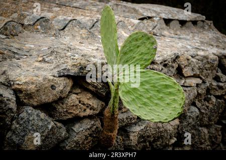 chumbera creciendo en una pared de piedra, Formentera, isole baleari, Spagna. Foto Stock