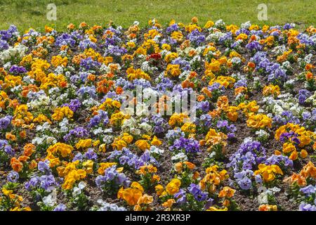 Letto di fiori con Pansies, Viola wittrockiana, conosciuto come Garden-Pansy Foto Stock