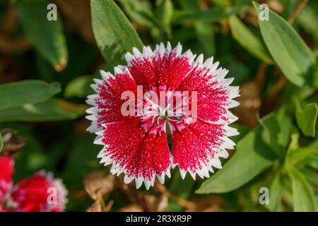 Dianthus chinensis, specie Telstar Picotee, conosciuto come cinese rosa, Cina rosa Foto Stock
