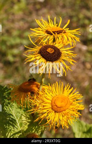Telekia speciosa conosciuto come occhio di bue di foglia di cuore, occhio di bue gigante Foto Stock