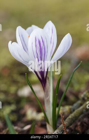 Crocus vernus, conosciuto come Spring Crocus, Crocus olandese, Crocus ornamentale Foto Stock