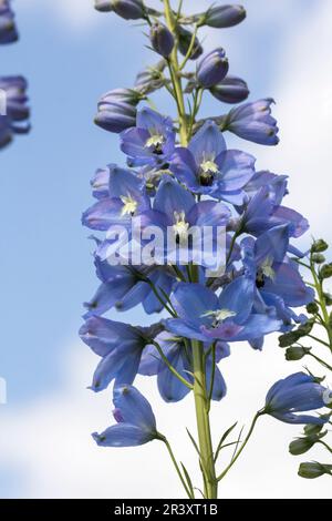 Delphinium elatum, conosciuto come candela larkspur, candela delphinium Foto Stock