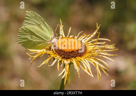 Telekia speciosa conosciuta come occhio di bue di cuore, occhio di bue gigante con farfalla di brimestone in estate Foto Stock