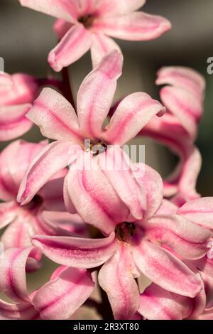 Hyacinthus orientalis, conosciuto come giacinto comune, giacinto olandese, giacinto giardino, Hyacinto Foto Stock