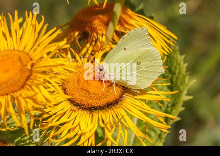 Telekia speciosa conosciuta come occhio di bue di cuore, occhio di bue gigante con farfalla di brimestone in estate Foto Stock