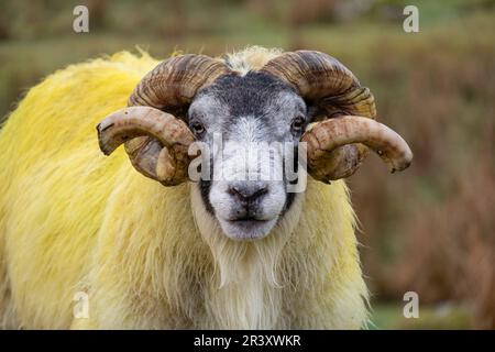 cordero semental, valle de Quiraing, Highlands, Escocia, Reino Unido. Foto Stock