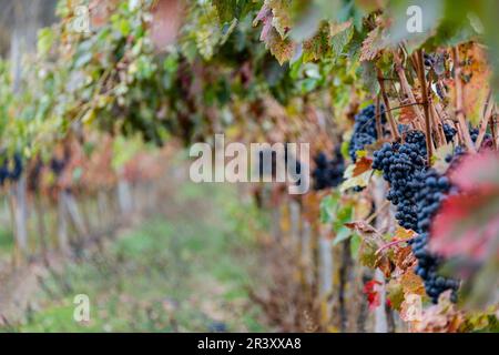 Vitigni autunnali nei pressi di Cubillo de Ebro Foto Stock