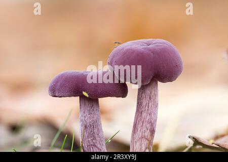 Laccaria ametystea (Laccaria ametystina), conosciuto come il fungo del ingannatore di Ametista Foto Stock