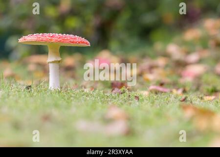 Amanita muscaria, conosciuta come Fly agaric, Fly amanita, Fly fungo Foto Stock