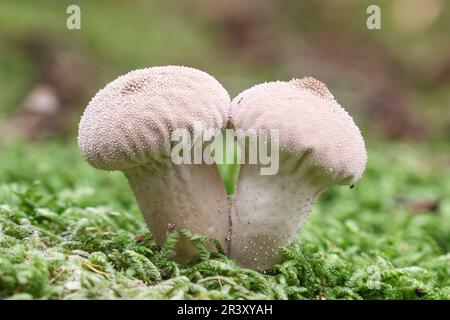 Lycooperdon perlatum, noto come palla comune, palla di puffball Warted, palla di puffball con borchie Gem Foto Stock