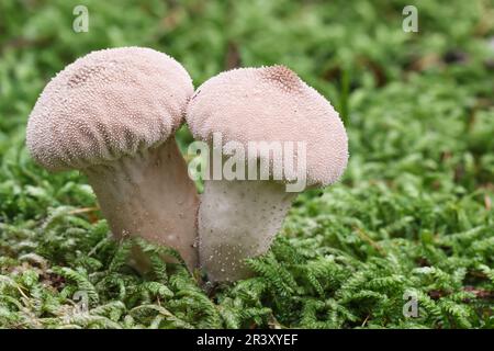 Lycooperdon perlatum, noto come palla comune, palla di puffball Warted, palla di puffball con borchie Gem Foto Stock