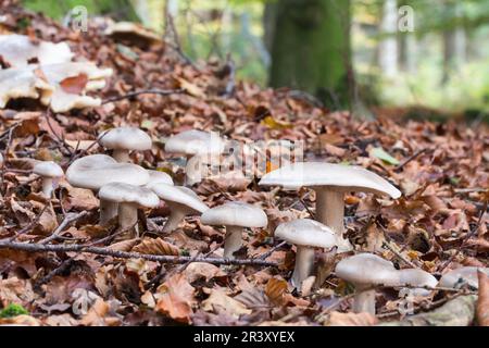 Clitocybe nebularis (Lepista nebularis), noto come agarico torbido, imbuto a nube Foto Stock