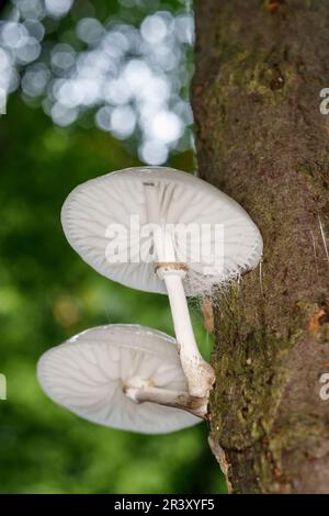 Mucidula mucida, SYN. Oudemansiella mucida, conosciuto come fungo di porcellana, fungo di porcellana Foto Stock