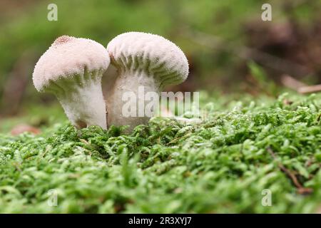 Lycooperdon perlatum, noto come palla comune, palla di puffball Warted, palla di puffball con borchie Gem Foto Stock