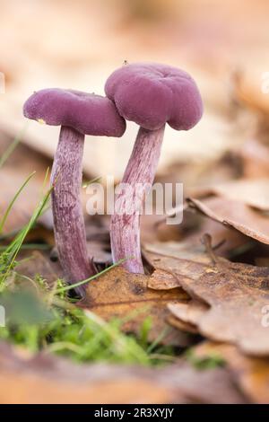 Laccaria ametystea (Laccaria ametystina), conosciuto come il fungo del ingannatore di Ametista Foto Stock