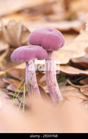 Laccaria ametystea (Laccaria ametystina), conosciuto come il fungo del ingannatore di Ametista Foto Stock