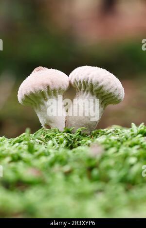 Lycooperdon perlatum, noto come palla comune, palla di puffball Warted, palla di puffball con borchie Gem Foto Stock